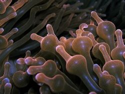 Close up of anemone tentacles off Bunaken Island by Rob Spray 